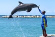 Dolphin trainer at Dolphin Cove